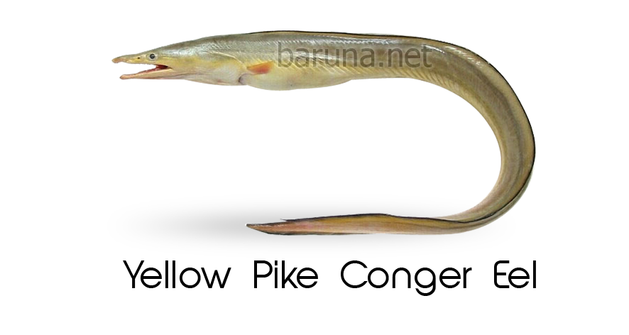 Yellow Pike Conger Eel