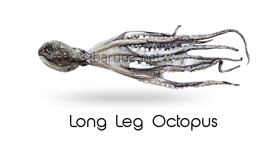 Long Leg Octopus